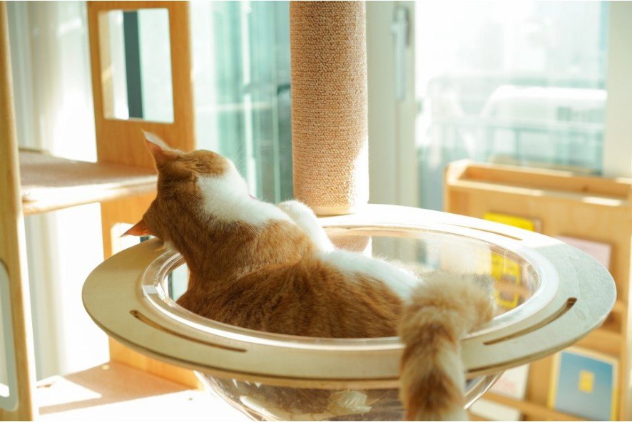 A cat lying in a bowl Description automatically generated with medium confidence